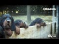 CACCIA TV SKY 235 - CINOFILIA: RAZZE INGLESI - IL SETTER GORDON