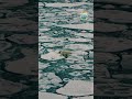 Каждый шаг — на грани. Но он знает, как выжить