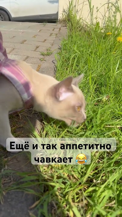 Что это Кимика делает? #лето #котенок #бурма #котик - YouTube