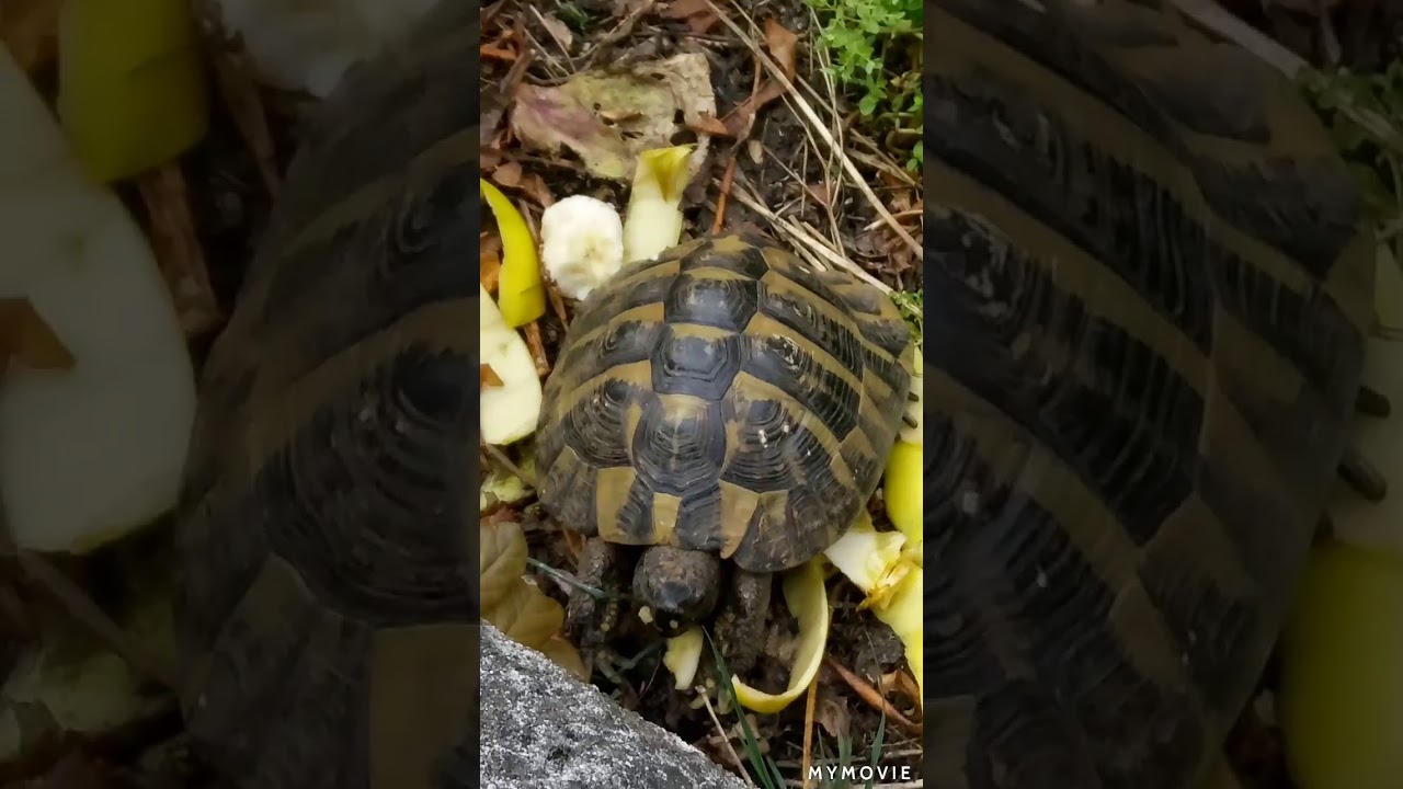 Turtle eating banana YouTube