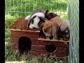 Деревянные клетки для кроликов - хорошая клетка для кроликов. Разведение декоративных кроликов.