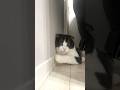 カチカチでママを呼ぶ猫 #shorts