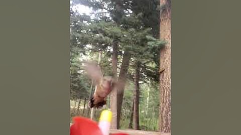 HummViewer - Hummingbird Feeder in Slow Motion