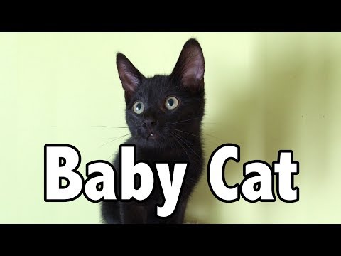 Baby Cat - Baby Shark (Cat Version)
