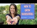 How to Grow Blueberries: 7 Step Guide for Beginners