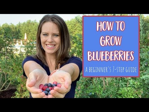 Video: Highbush Blueberry Information - Lær om dyrking av Highbush Blueberries