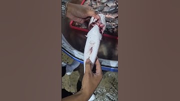 con cá lóc nứớng chui