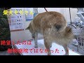 柴犬モモさんが動物病院よりも絶望したものとは!?※最後までご視聴願います!