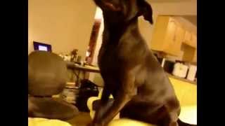 Собаки чихают Funny sneezing dogs Собаки чихают Funny sneezing dogs