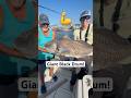 Giant Black Drum while Inshore Fishing! #fishing #bigfish #shorts