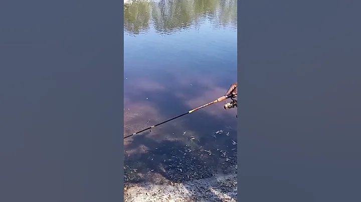 Slablyfe Fishing. #BigBluegill #bluegillfishing #f...