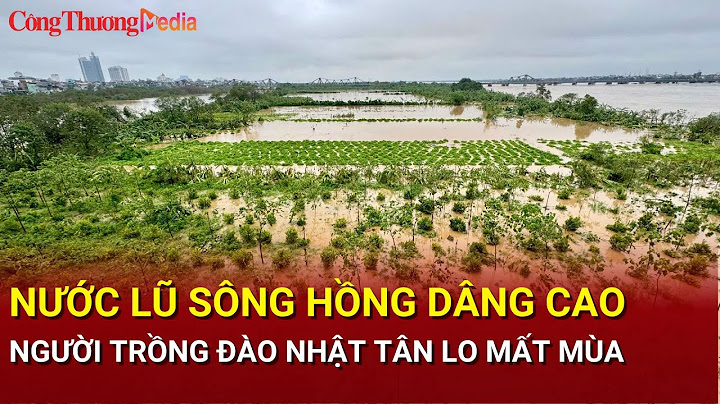 Nước lũ sông Hồng dâng cao, người trồng đào Nhật Tân lo mất mùa| Báo Công Thương| Báo Công Thương