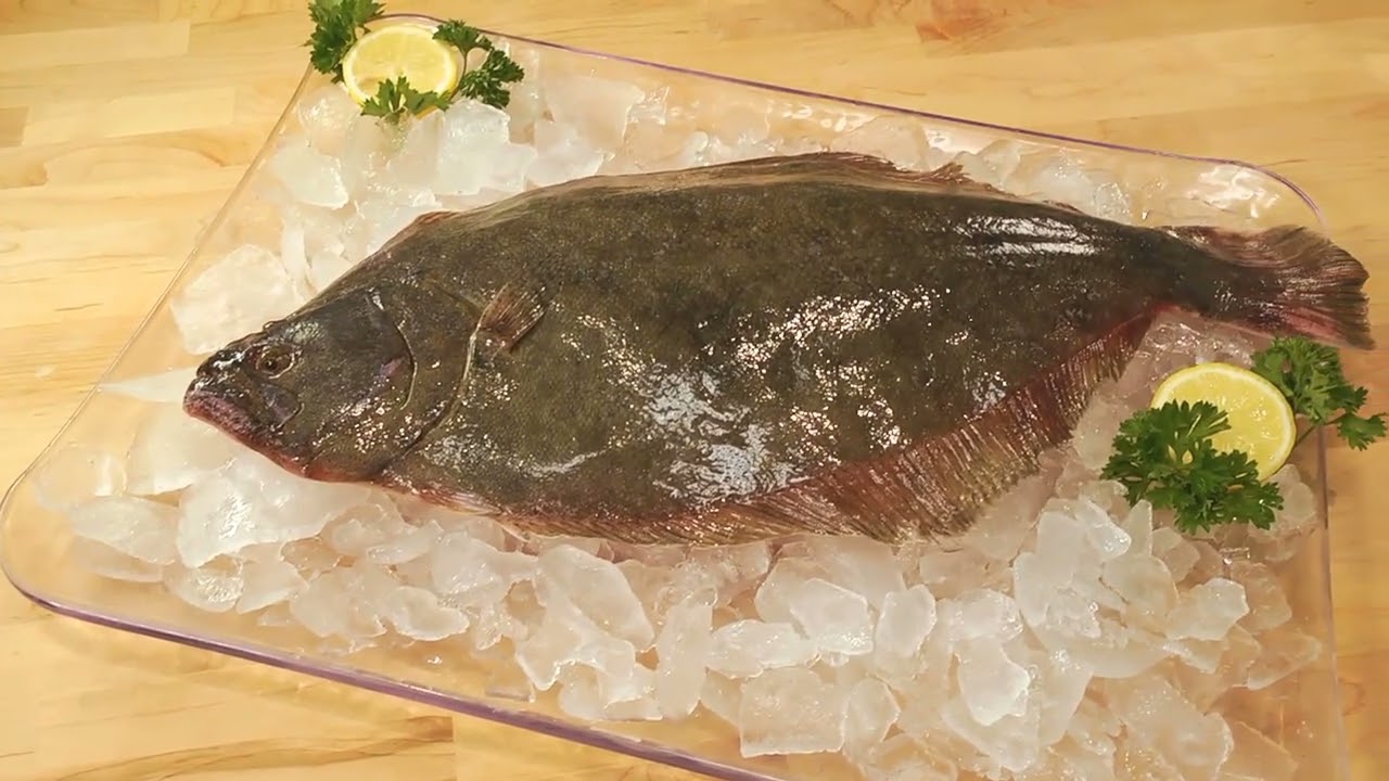 Rastelli Holland Sole