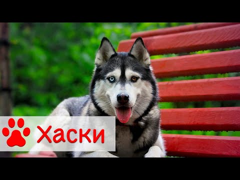 Сибирский хаски | Содержание, уход и воспитание