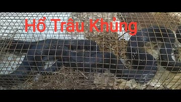 85- Thăm bẫy Rắn Dính 2 Hổ Trâu 1 Chỗ- Hổ Trâu Khủng- Mùa bẫy Rắn Hổ Trâu ,Hổ Vện Ở Đăk Lăk