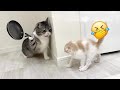 CLASSIC Dog and Cat Videos 😻🐷😹 1 HOURS of FUNNY Clips 🐱