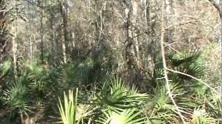 Bigfoot Evidence:  Real Proof Of Florida Bigfoot