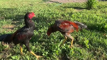 Qqaib Ej 6 hli 6 months old stag