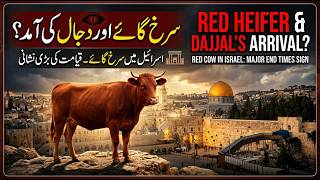 Red Heifer &amp; Jews Of Israel ... Dajjal Last Sign Of Qayamat Red Cow
