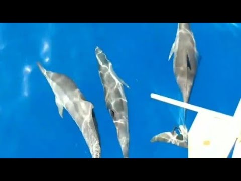 ⁣90 seconds of spinner dolphin bliss off Hawaii!