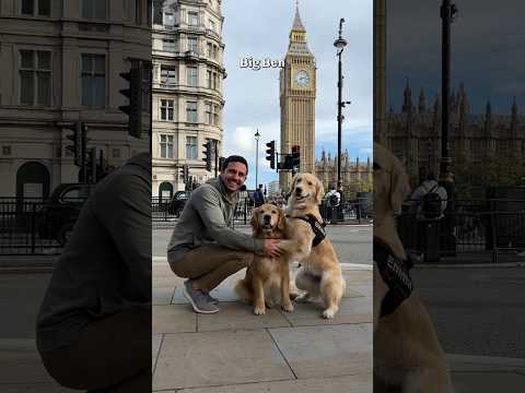 Videó: Visszanak kutyákat a londoni metró vonataira?