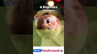 Top 5 Exotic Pets to OWN in USA Legally #Shorts