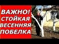 СУПЕР ПОБЕЛКА. Весенняя побелка деревьев. Белоснежная, стойка побелка с известью