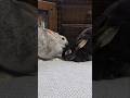ぐれん💖くろん🐇仲良し🤍🖤きれいきれいちゃん🐇交代交代でw #かわいいうさぎ #和み #うさぎのいる暮らし #癒やし #きれいきれい #交代交代 #仲良し