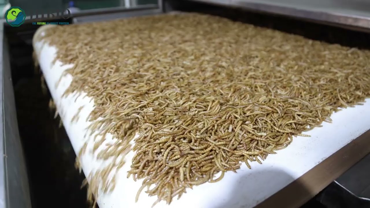 mealworms,Mealworm powder,Mealworm Defatted Powder.BSF(Black Soldier Fly), JHBIO