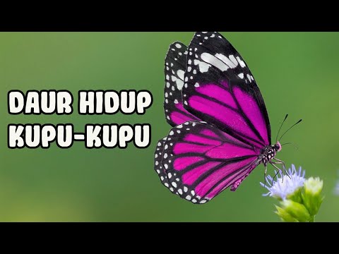Video: Bagaimana Kupu-kupu Muncul
