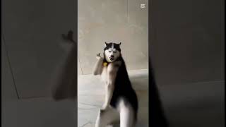 Dans Eden Kopek Şfetbeniöneçıkar Çe
