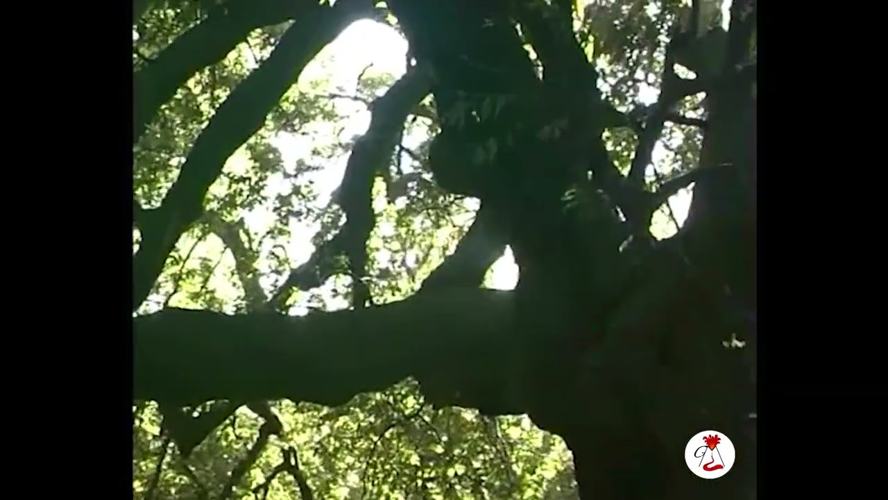 M. ETNA - Ilice di Carrinu