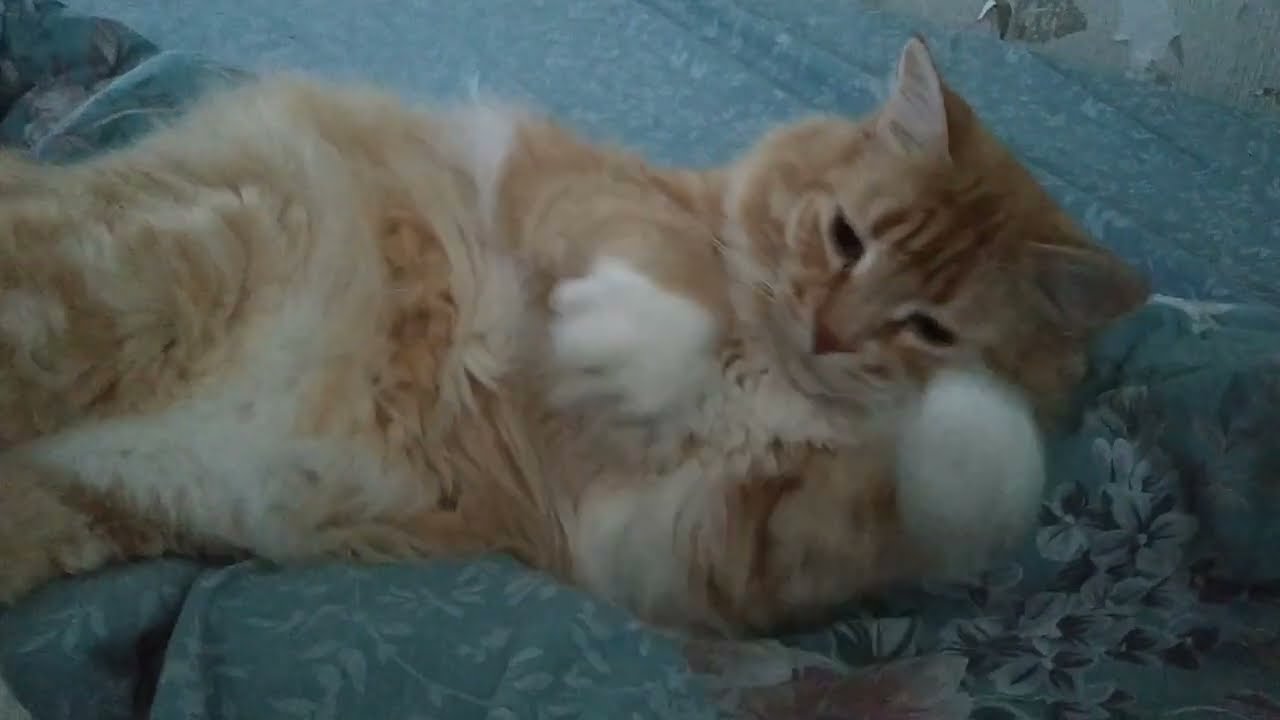 Очаровашка Кузяшка❤ Милахин, Самый Мурррчательный и Замечательный,🤗😘❤