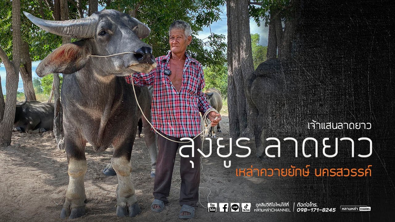 แสนลาดยาว ลุงยูรนครสวรรค์ แหล่งที่มาคำว่าควายยักษ์19ปี เฮียนความผู้เฒ่า ฉบับคนเลี้ยง เข้ายุคเข้าสมัย