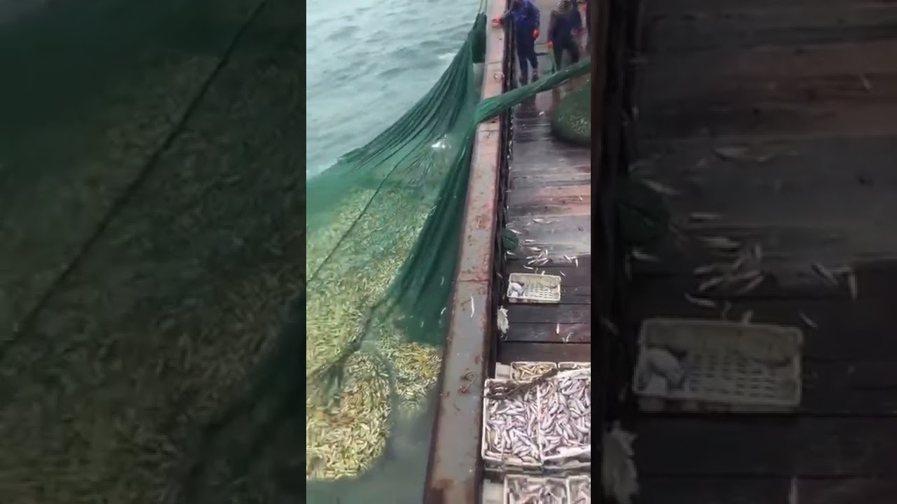 A net is full of yellow croakers to check in Daily fishermen