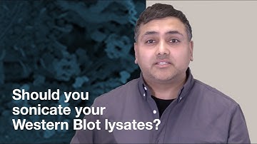 Should you sonicate Western Blot lysates? | CST Tech Tips