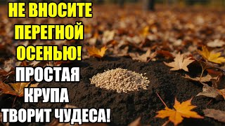 видео: Чем заменить перегной осенью — простой способ оживить почву обычной крупой! картинка: Чем заменить перегной осенью — простой способ оживить почву обычной крупой!