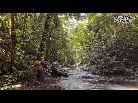 Video: Trải nghiệm Văn hóa Bản địa ở Borneo