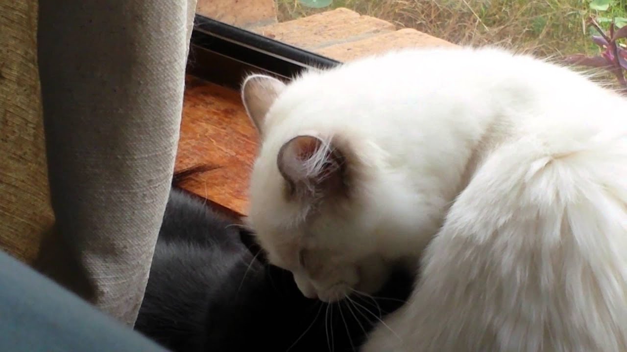 Cat chattering + kitties in love! YouTube