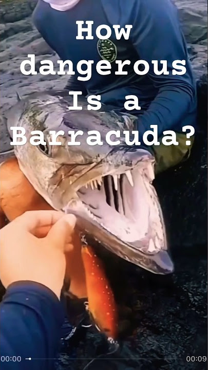 Seberapa berbahayakah Barakuda?#ikan #barakuda #ikanberbahaya #ikanpembunuh
