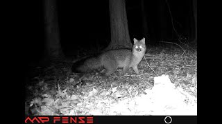Fox Vs  Opossum Wild Encounter Caught on Trailcam
