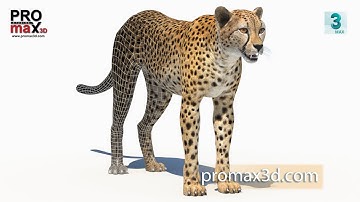 Cheetah Animal 3D Model 360 View: Download - 3Ds Max, Maya | PROmax3D
