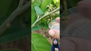 Penyerbukan pada buah srikaya #fruit #farm