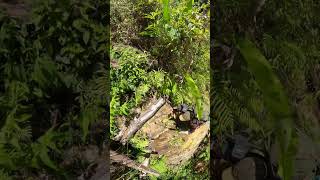 Adventure In The Rainforest Climbing Along A Stunning Waterfall Jungle Vlog