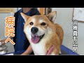 福ちゃん、病院へ行ってきました!
