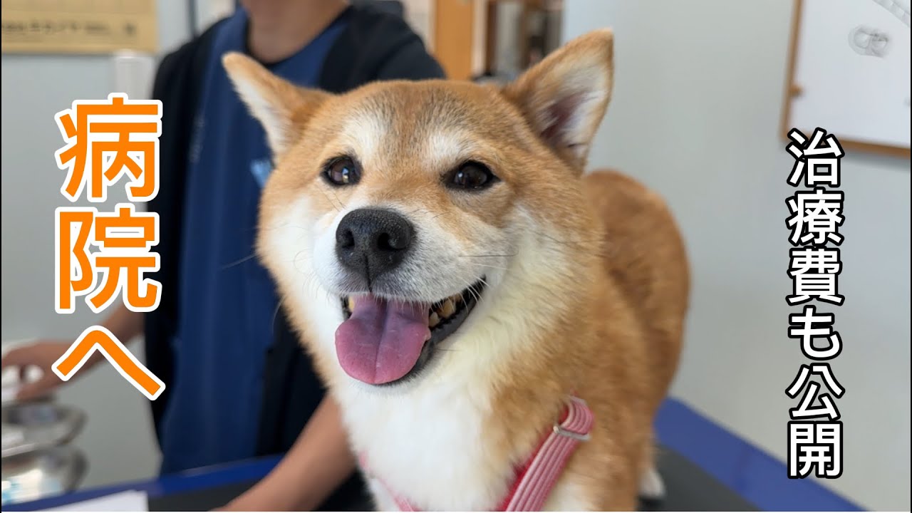 福ちゃん、病院へ行ってきました！