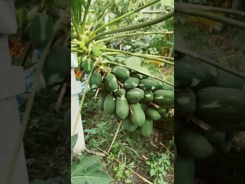Sideways papaya