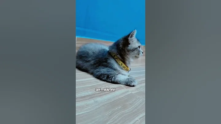 Video 10772101: cat cartoon pets, cat funny pets cartoon, pets cat babies funny, cats baby animals pets, happy funny pet cats, ginger funny cat
