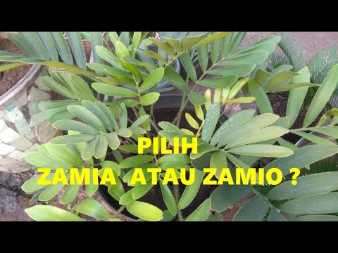 Video: Zamia Drsná