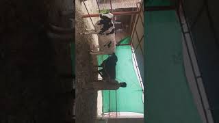 Beautiful Cow Bull Mating